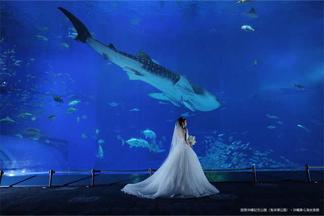 美ら海水族館で愛を誓う