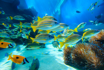 美ら海水族館ウェディング