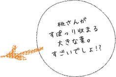 桃さんがすぽっり収まる大きな葉。すごいでしょ!?