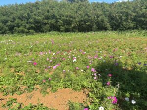 ひまわり開花!コスモスも開花中 2026年スタート!