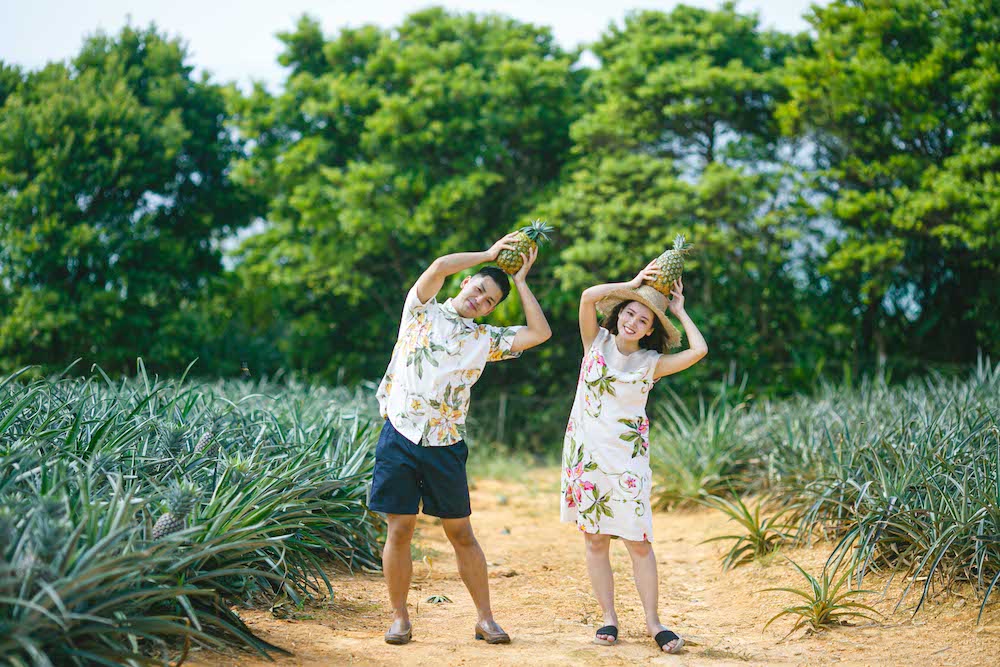 東村　フォトスポット　パイナップル畑